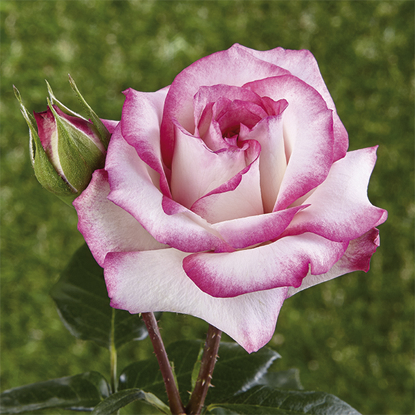 Rosier grimpant